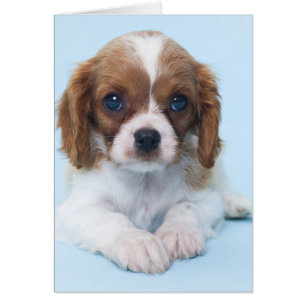 Unbekümmerter Königcharles Spaniel-Welpe