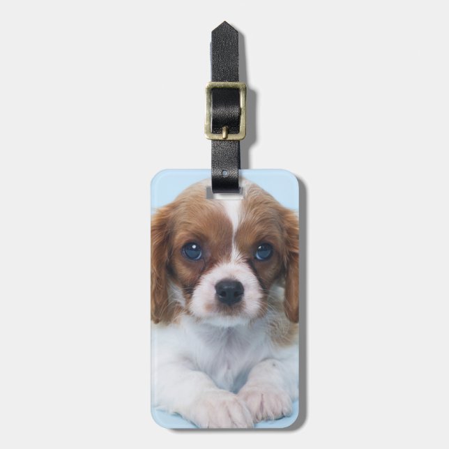 Unbekümmerter Königcharles Spaniel-Welpe Gepäckanhänger (Vorderseite vertikal)