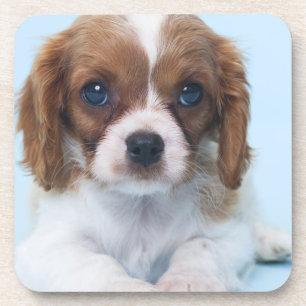 Unbekümmerter Königcharles Spaniel-Welpe Getränkeuntersetzer