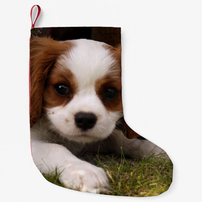 Unbekümmerter Königcharles Spaniel-Welpe hinter Kleiner Weihnachtsstrumpf (Vorderseite)