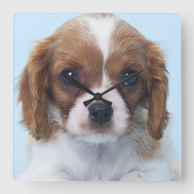 Unbekümmerter Königcharles Spaniel-Welpe Quadratische Wanduhr (Vorderseite)