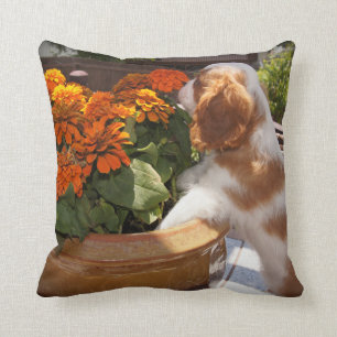 Unbekümmerter Königcharles Spaniel-Welpe riecht Kissen