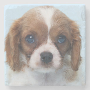 Unbekümmerter Königcharles Spaniel-Welpe Steinuntersetzer