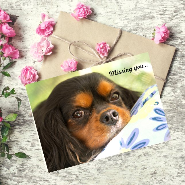 Unbekümmerter vermisster Königcharles Spaniel Karte (Von Creator hochgeladen)