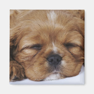 Unbekümmertes Königcharles Spaniel-Welpenschlafe Magnet