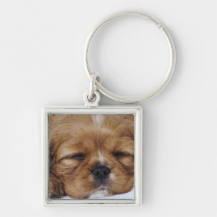 Unbekümmertes Königcharles Spaniel-Welpenschlafe Schlüsselanhänger