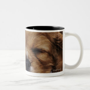 Unbekümmertes Königcharles Spaniel-Welpenschlafen Zweifarbige Tasse