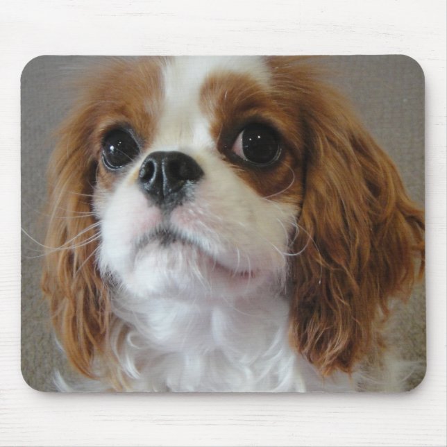 Unbekümmertes Welpenhundmousepad Königs Charles Mousepad (Vorne)