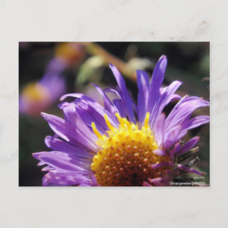 Unbenannt Aster Nummer 10 Postkarte
