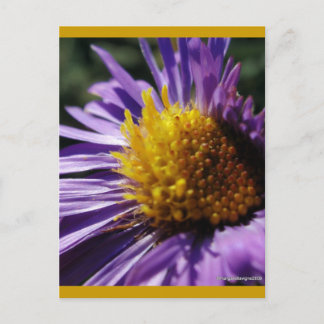 Unbenannt Aster Nummer 3 Postkarte