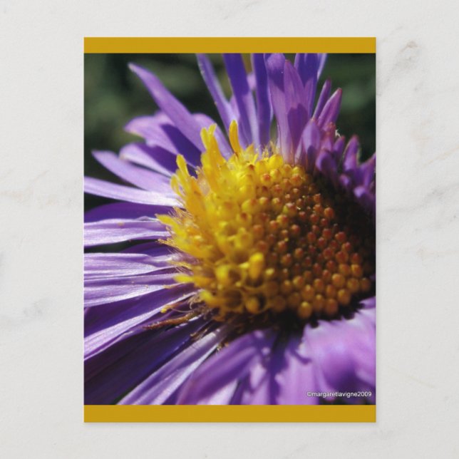 Unbenannt Aster Nummer 3 Postkarte (Vorderseite)
