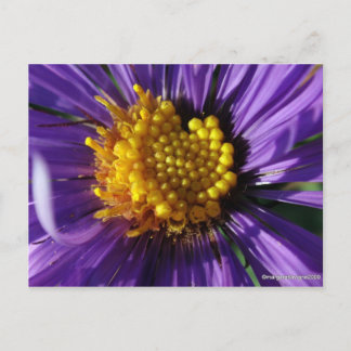 Unbenannt Aster Nummer 8 Postkarte