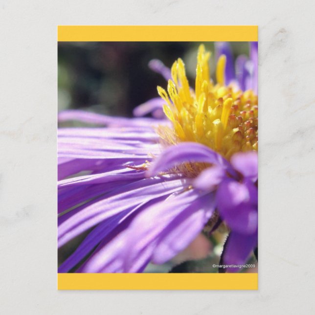 Unbenannt Aster Nummer 9 Postkarte (Vorderseite)