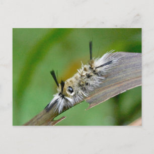 Unbetitelte Postkarte