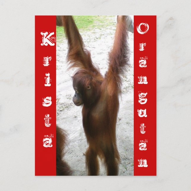 Und der Gewinner ist Krista Orangutan Postkarte (Vorderseite)