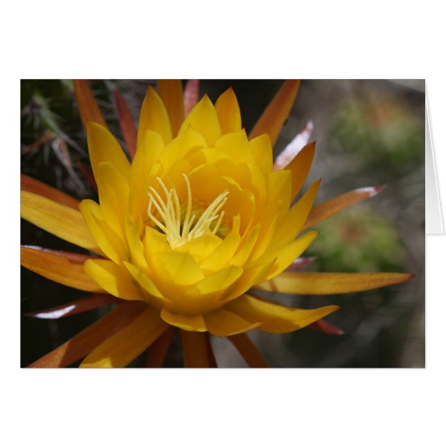 undefiniert (Vorderseite (Horizontal))