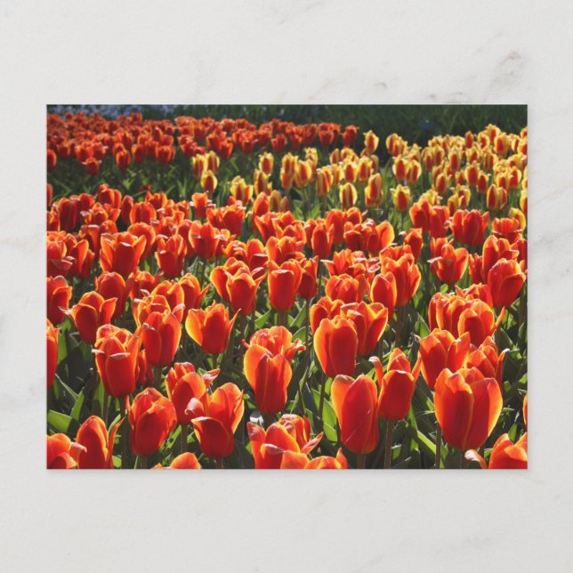 undefiniert postkarte (Vorderseite)