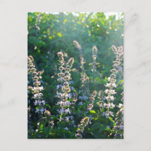 undefiniert postkarte