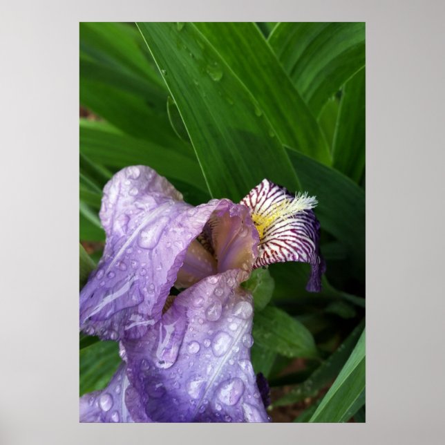 Under the Rain Poster (Vorne)