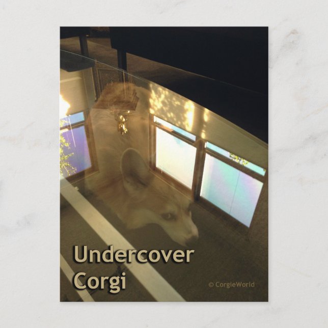 Undercover Corgi Postcard Postkarte (Vorderseite)