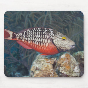 Underwater Life, FISH: ein farbenfroher Stoplight Mousepad