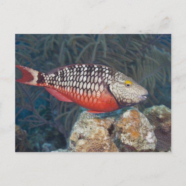 Underwater Life, FISH: ein farbenfroher Stoplight Postkarte (Vorderseite)