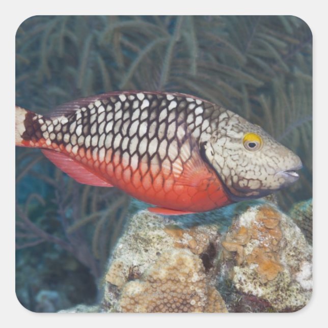 Underwater Life, FISH: ein farbenfroher Stoplight Quadratischer Aufkleber (Vorderseite)