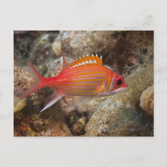 Underwater Life, FISH: ein Langkiefer-Eichhörnchen Postkarte (Vorderseite)