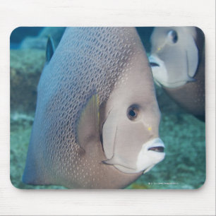 Underwater Life, FISH: ein Paar graue Angelfische Mousepad