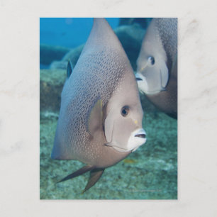 Underwater Life, FISH: ein Paar graue Angelfische Postkarte