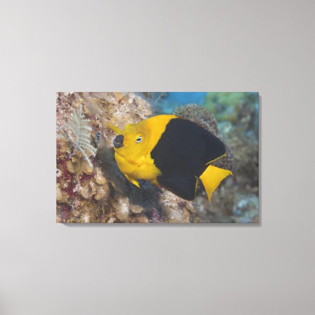 Underwater Life, FISH: Eine bunte Rock Beauty Leinwanddruck (Vorderseite)