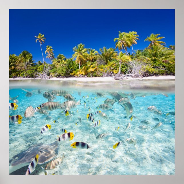 Underwater Life Poster (Vorne)