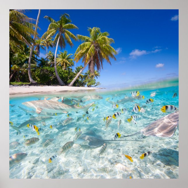 Underwater Life Poster (Vorne)