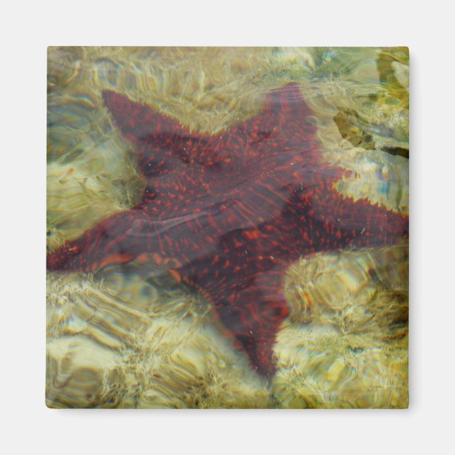 Underwater Starfish in the Bahamas Magnet (Vorne)