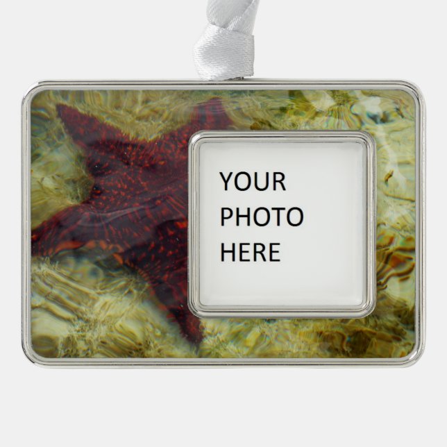 Underwater Starfish in the Bahamas Rahmen-Ornament Silber (Vorderseite)