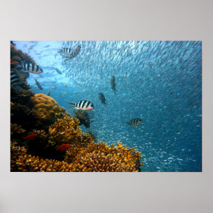 Underwater world poster