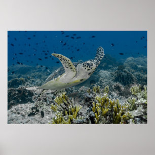 Unechte Karettschildkröte Schwimmen Poster