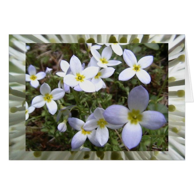 unendliche Wiesen (Vorderseite (Horizontal))