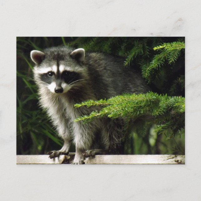 Unerwarteter Besucher, #3 Postkarte (Vorderseite)