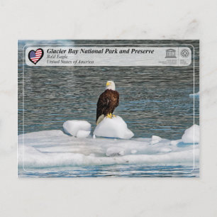 UNESCO - Glacier Bay National Park - Bald Eagle Postkarte
