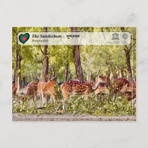 UNESCO WH- Die Sundarbans Postkarte