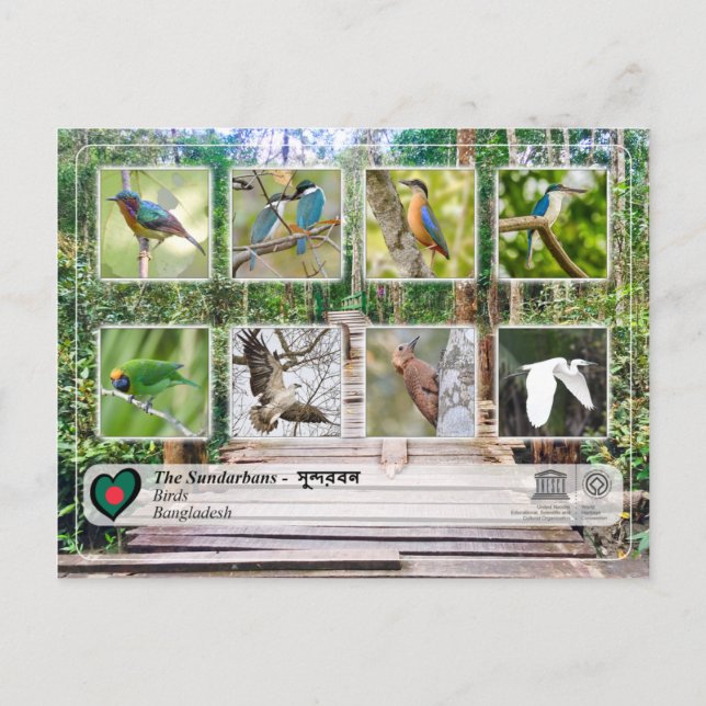 UNESCO WH- Die Sundarbans Postkarte (Vorderseite)