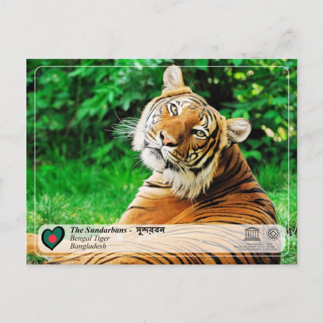 UNESCO WH- Die Sundarbans Postkarte (Vorderseite)