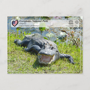 UNESCO WH- Everglades National Park - Alligator Postkarte
