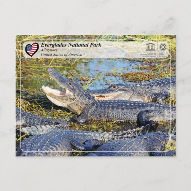 UNESCO WH- Everglades National Park - Alligator Postkarte (Vorderseite)