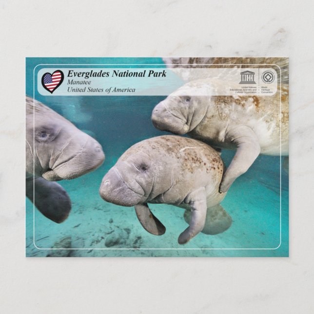 UNESCO WH- Everglades National Park - Manatee Postkarte (Vorderseite)