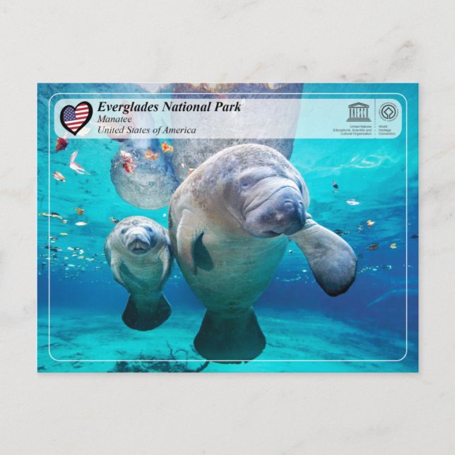 UNESCO WH- Everglades National Park - Manatee Postkarte (Vorderseite)