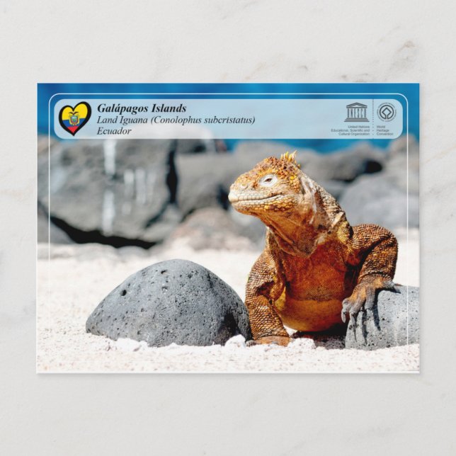 UNESCO WH- Galápagos-Inseln - Land Iguana Postkarte (Vorderseite)