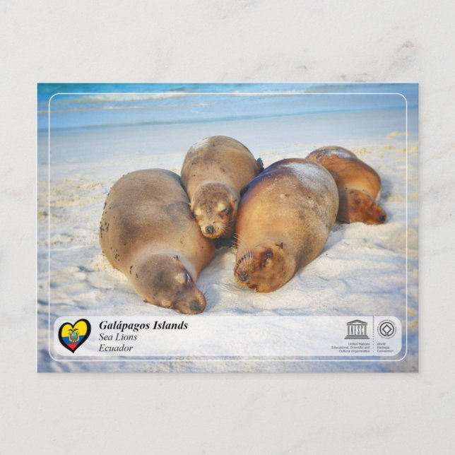 UNESCO WH- Galápagos-Inseln - Seelöwen Postkarte (Vorderseite)