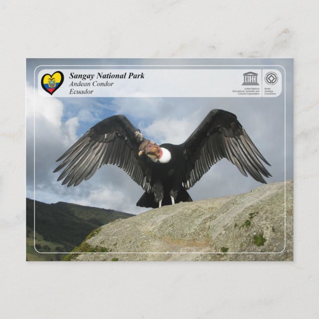 UNESCO WH- Sangay National Park - Andean Condor Postkarte (Vorderseite)